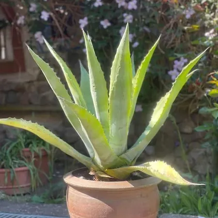 Anke * Roduchelstorf